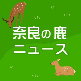 奈良の鹿ニュース